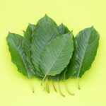 Kratom Leaves