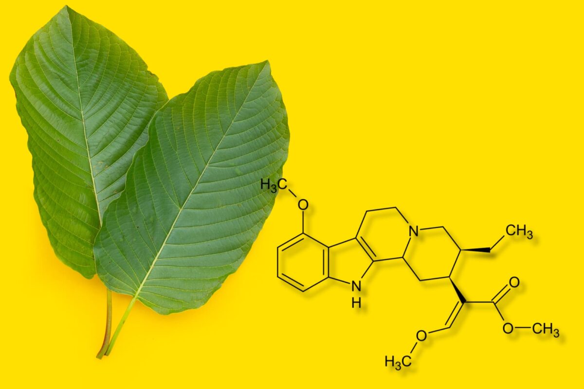 Mitragynine as the primary alkaloid found in the leaves of Mitragyna