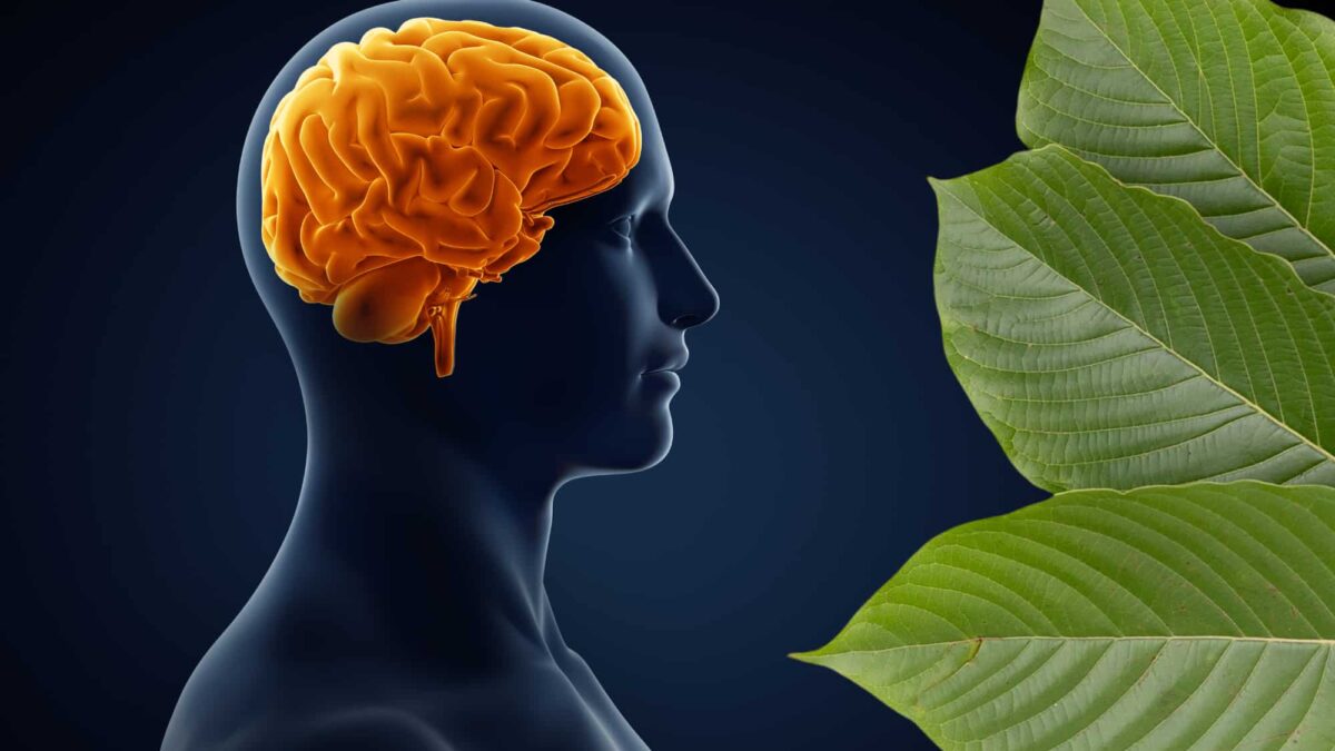 Kratom contains a wide variety of alkaloids that influence the brain's opioid receptors.