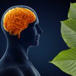 Kratom contains a wide variety of alkaloids that influence the brain's opioid receptors.