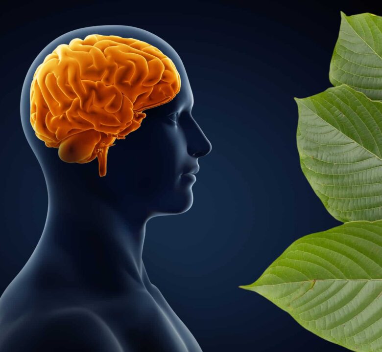 Kratom contains a wide variety of alkaloids that influence the brain's opioid receptors.