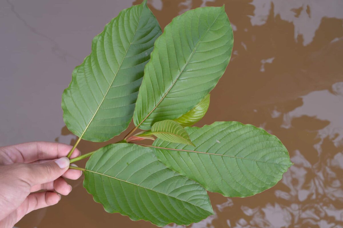 Red vein kratom strains contain more paynantheine than green or white strains.