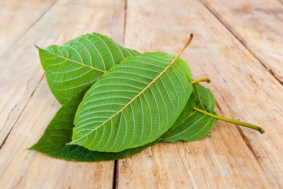 Know how to avoid kratom shakes