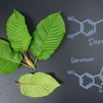 The potential effects of Kratom on serotonin and dopamine levels according to research.