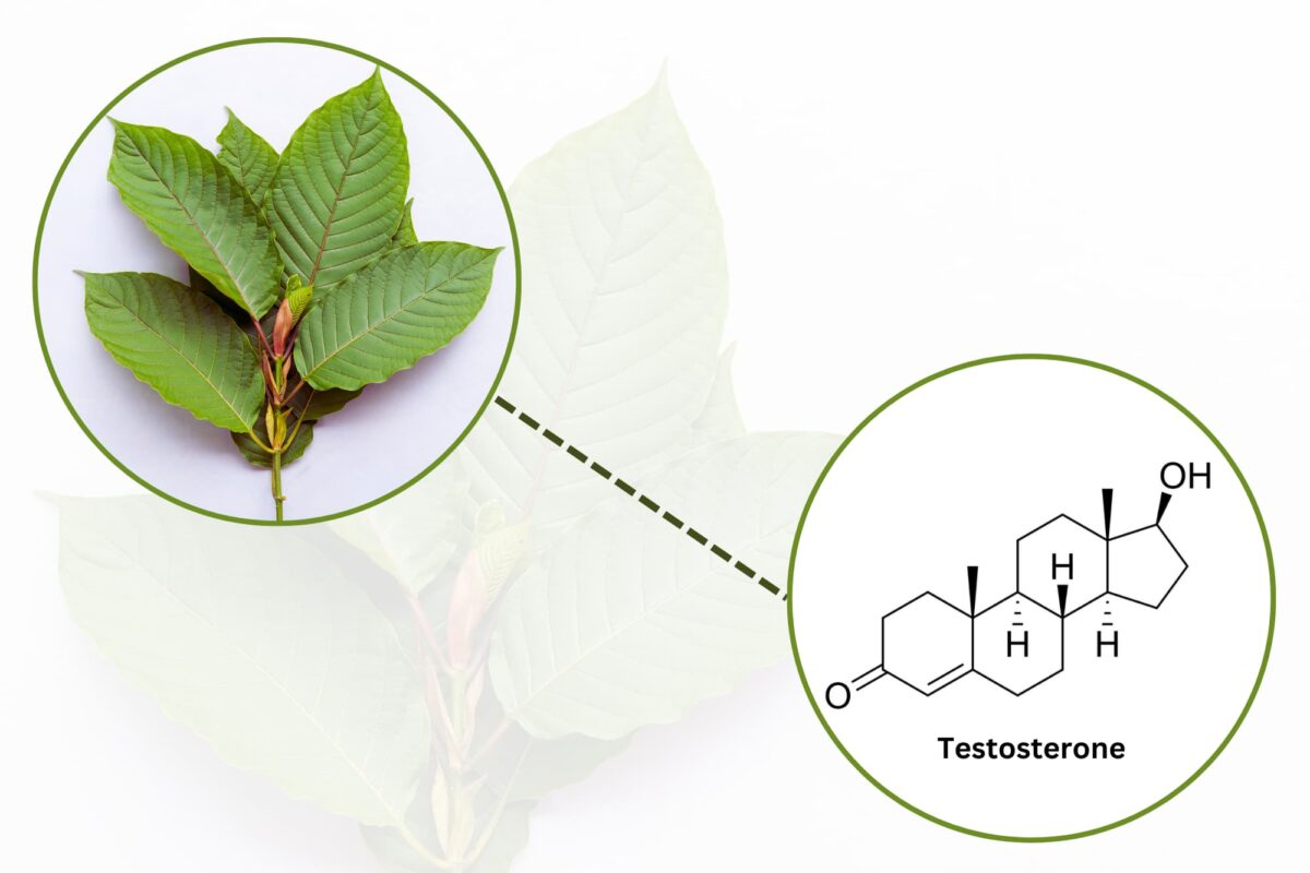 Potential Effects of Kratom on Testosterone