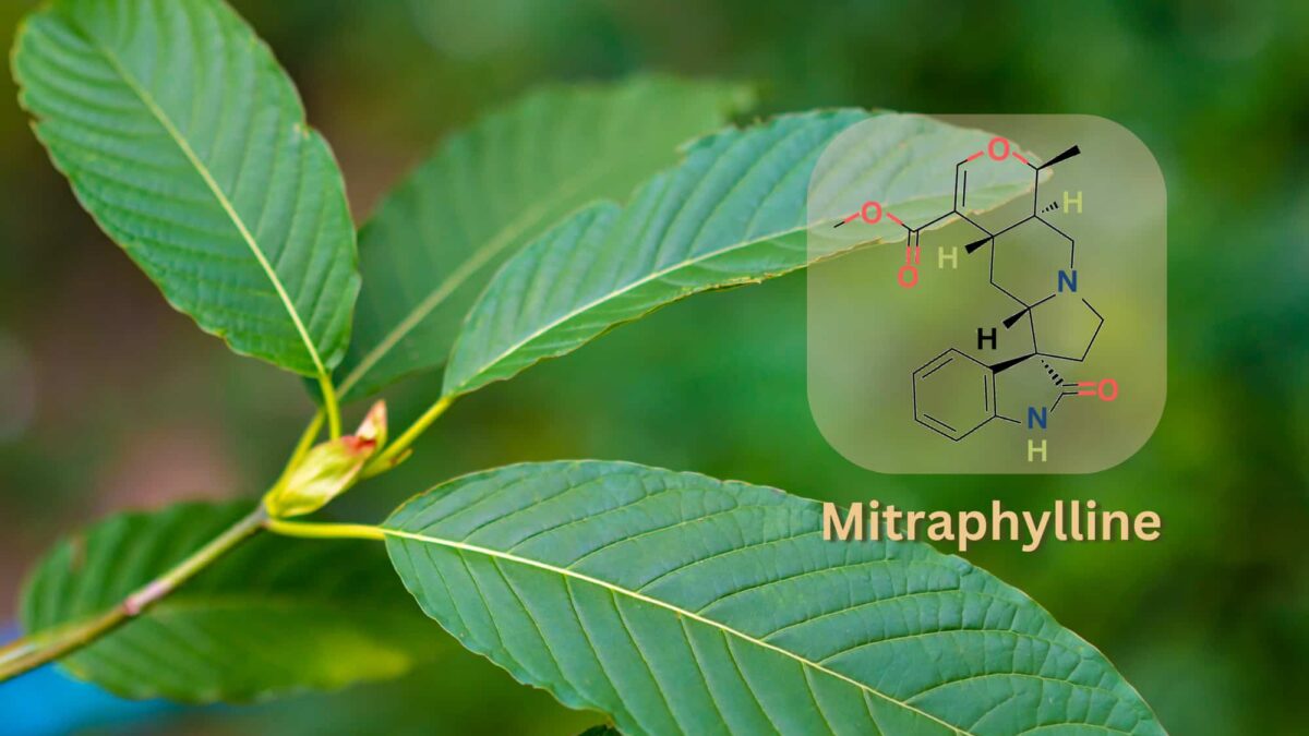 Mitraphylline is an alkaloid in Mitragyna speciosa (kratom) that may have anti-inflammatory benefits for users.