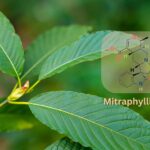 Mitraphylline is an alkaloid in Mitragyna speciosa (kratom) that may have anti-inflammatory benefits for users.