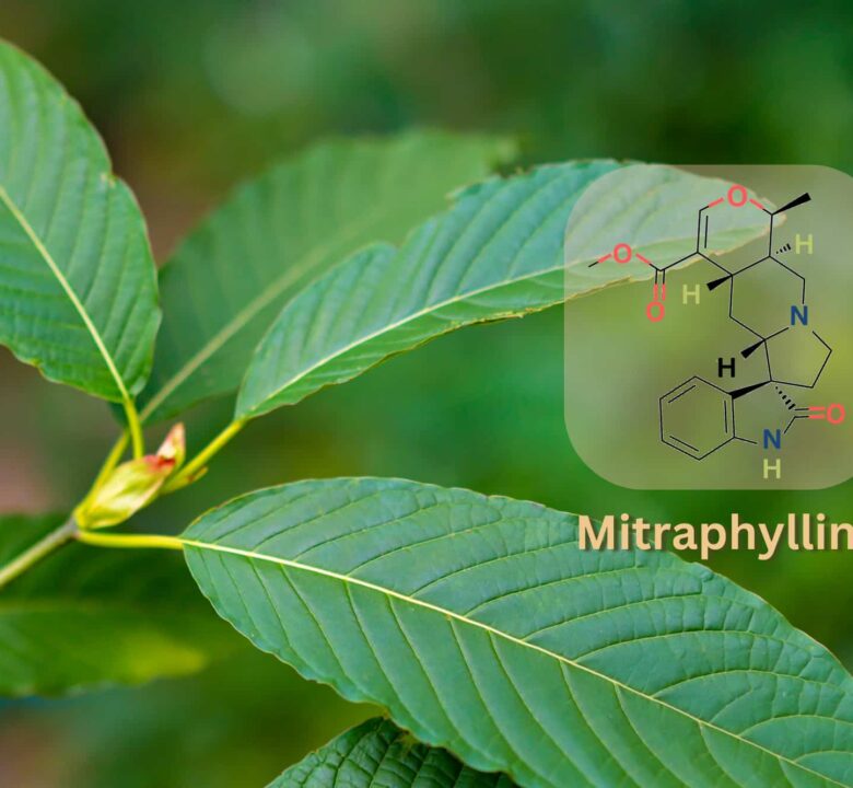 Mitraphylline is an alkaloid in Mitragyna speciosa (kratom) that may have anti-inflammatory benefits for users.