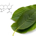 Speciogynine Kratom’s Muscle Relaxant Alkaloid