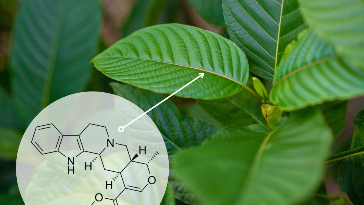 Ajmalicine and Kratom