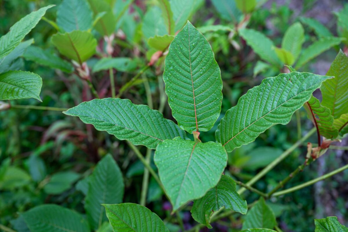 Concentration and Variability of Ajmalicine in Kratom