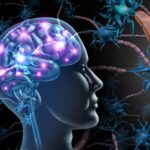 Kratom’s influence on the brain function