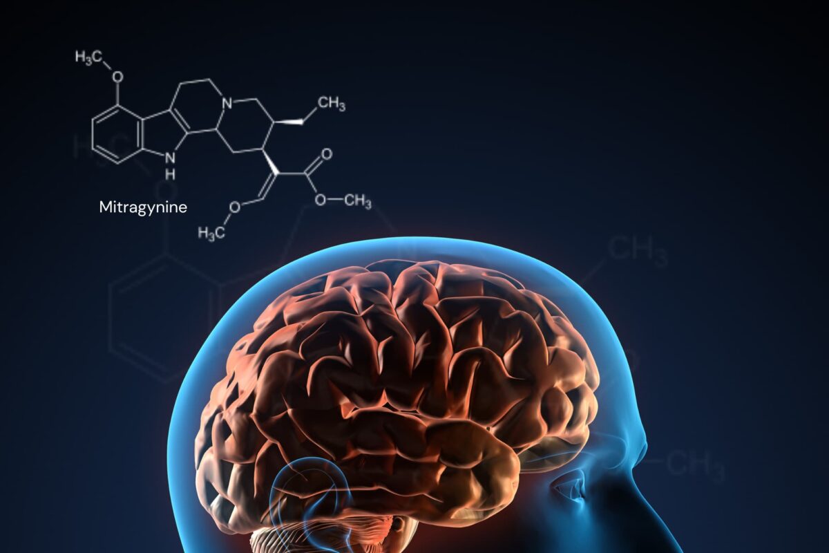 Mitragynine Affecting  the Brain