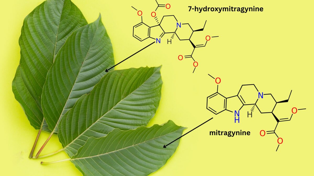 Kratom’s Immune Modulators