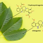 Kratom’s Immune Modulators