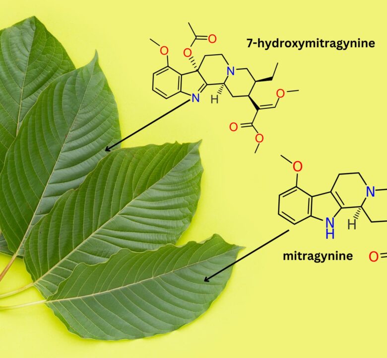 Kratom’s Immune Modulators