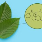 Isorhynchophylline in Kratom to Boost Immunity