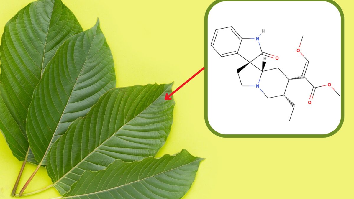 What to know about Corynoxine found in Kratom