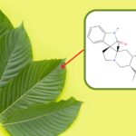 What to know about Corynoxine found in Kratom